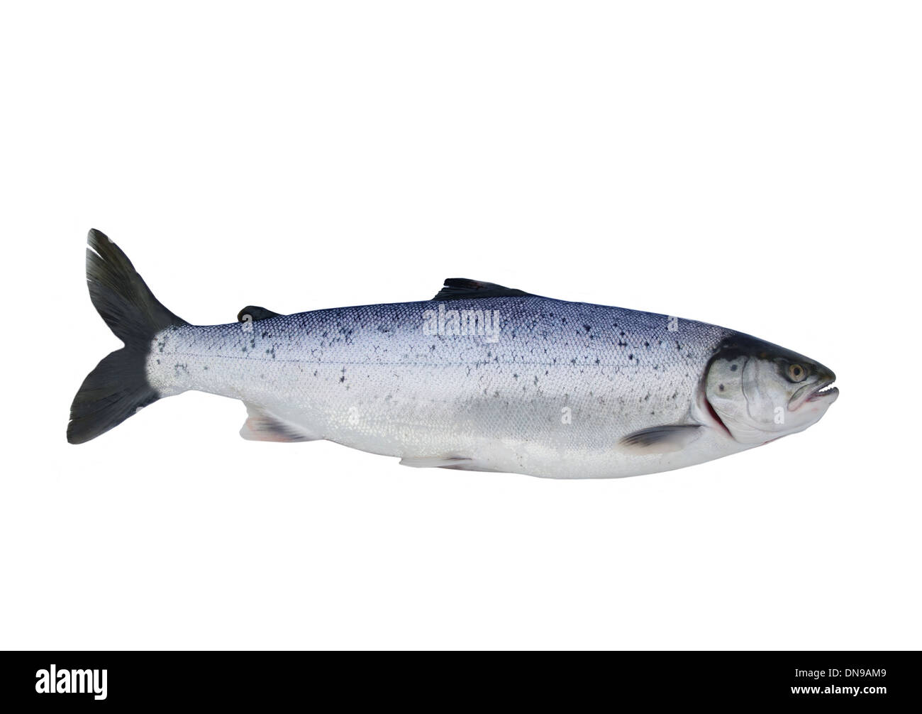 La big salmon sur fond blanc Banque D'Images