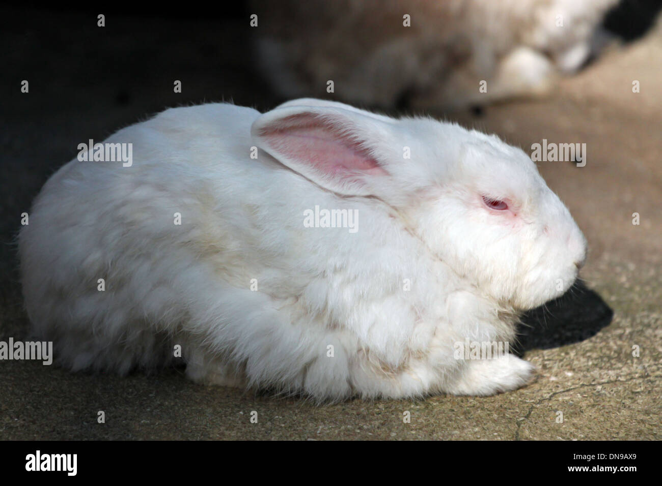 Le lapin blanc, en couchant sur le sol. Banque D'Images