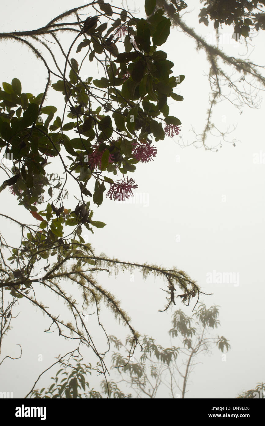 Branches dans le mountain mist Banque D'Images