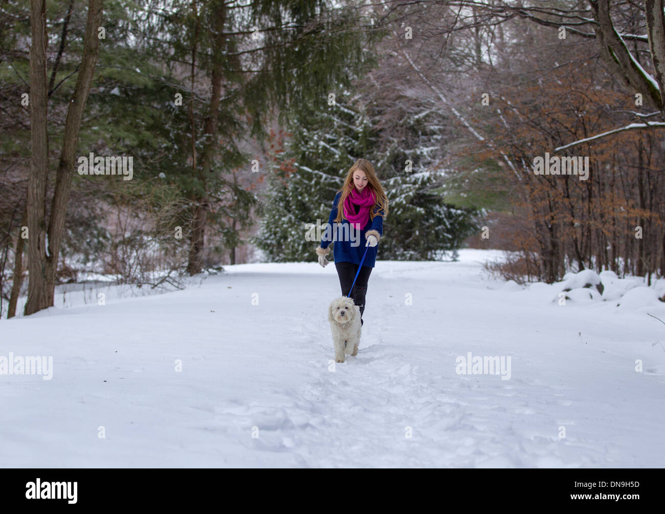 Teenage girl promener son chien sur un jour d'hiver Banque D'Images