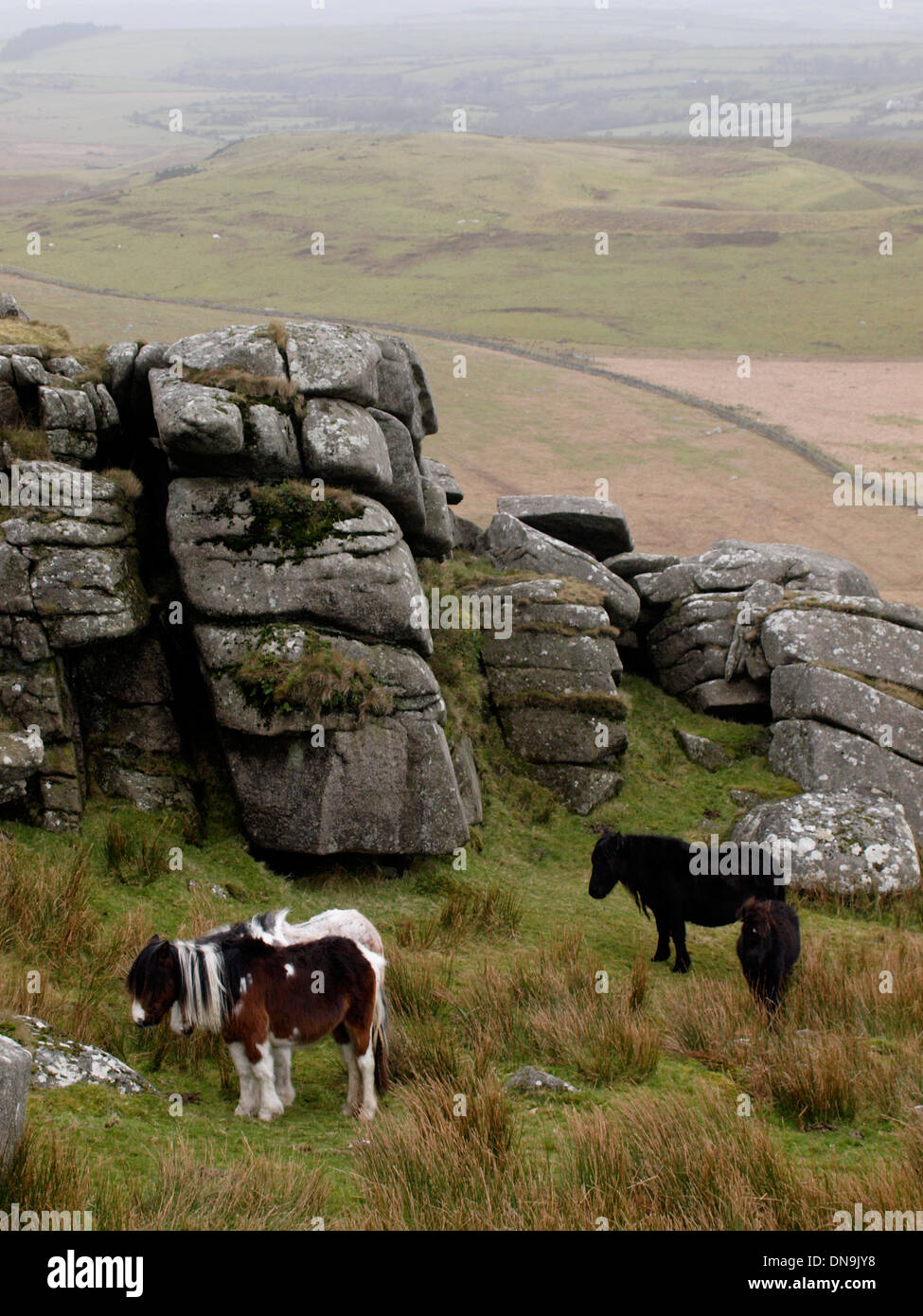 Moorland poneys, Roughtor, Bodmin Moor, Cornwall, UK Banque D'Images