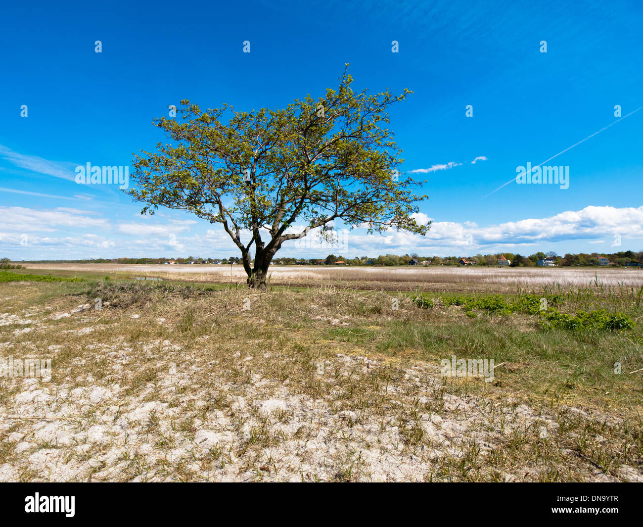 Vue d'un seul, seul arbre de Skanör-Falsterbo, Suède. Banque D'Images