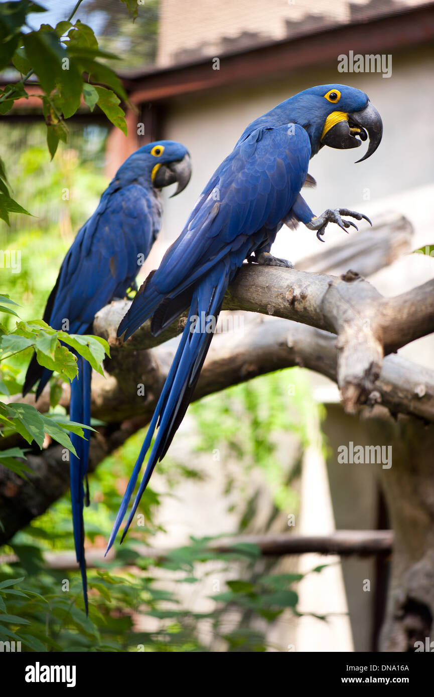 Anodorhynchus hyacinthinus deux oiseaux Ara Banque D'Images