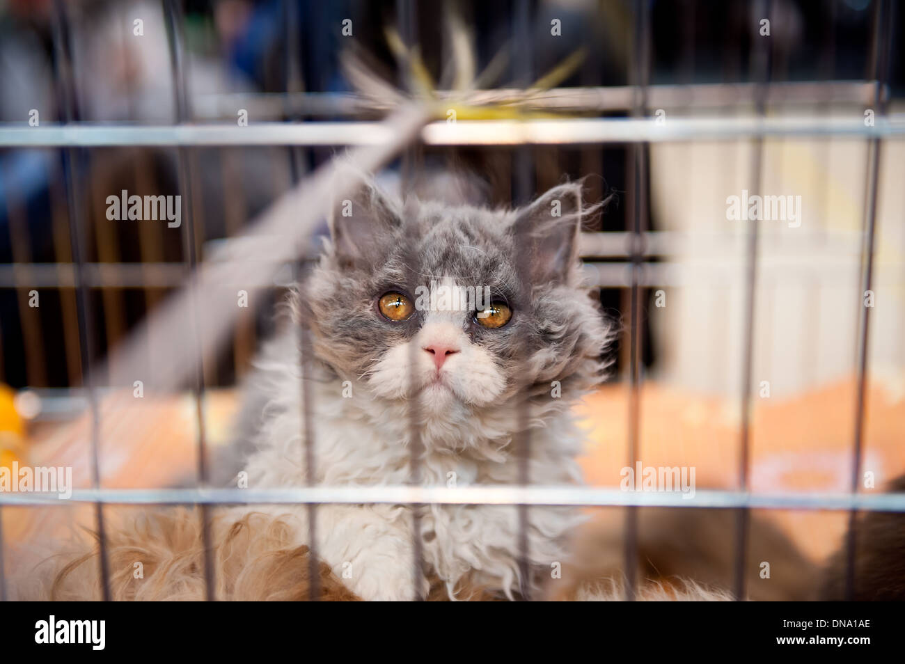Fluffy cat sitting en cage au World Cat Show Banque D'Images