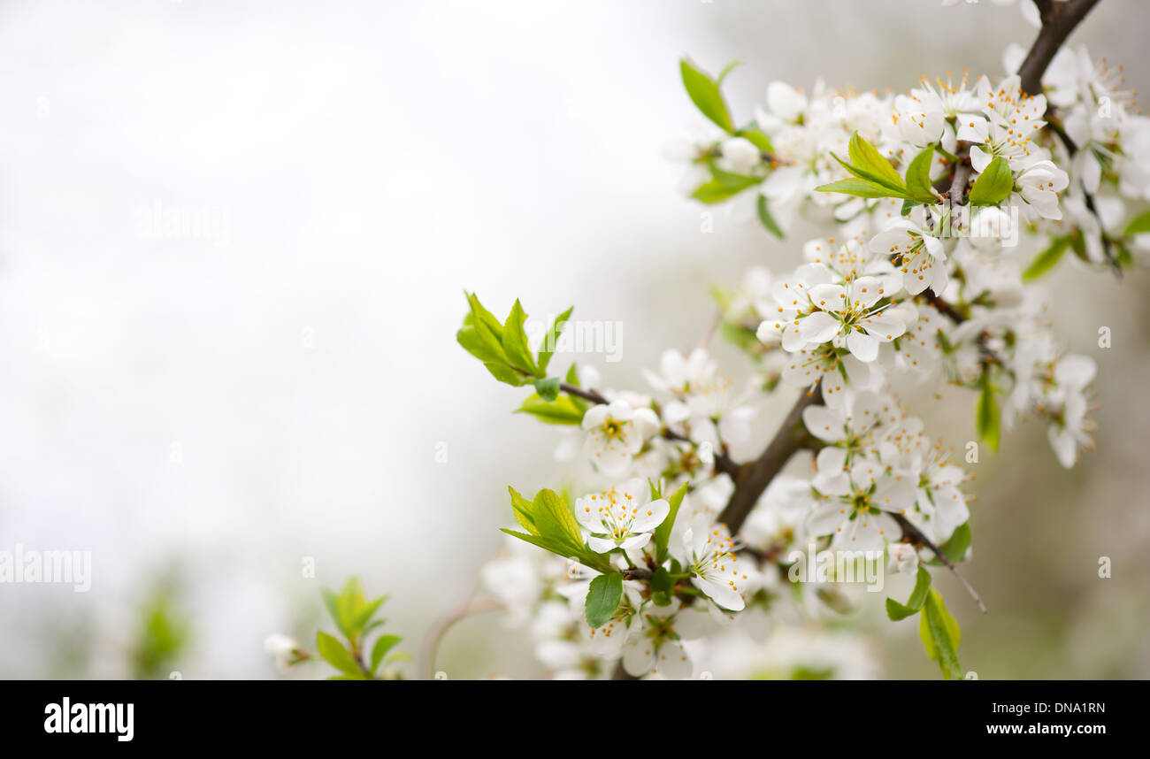 Rameau en fleurs de cerisier Cerasus Banque D'Images