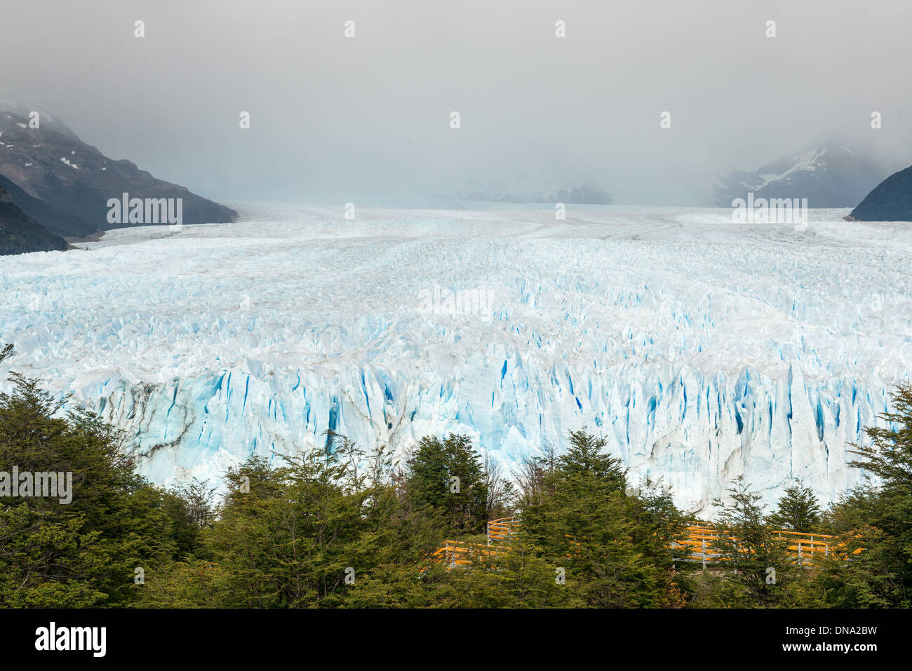 Perito Moreno Glacier Parc National Los Glaciares Argentine Forêt en face du champ de glace Banque D'Images