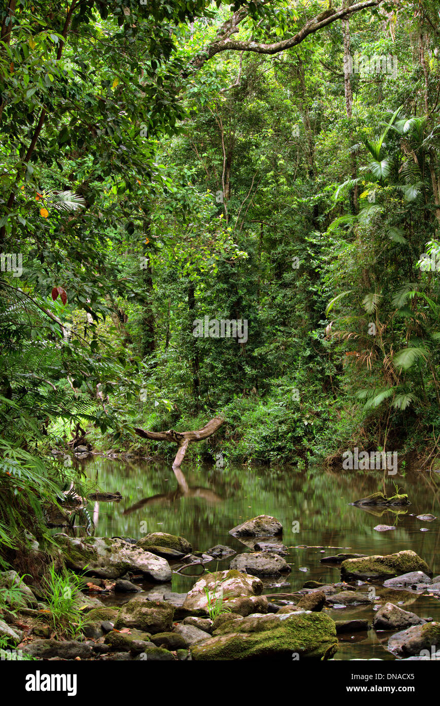 Parc national de Daintree, Queensland, Australie Banque D'Images