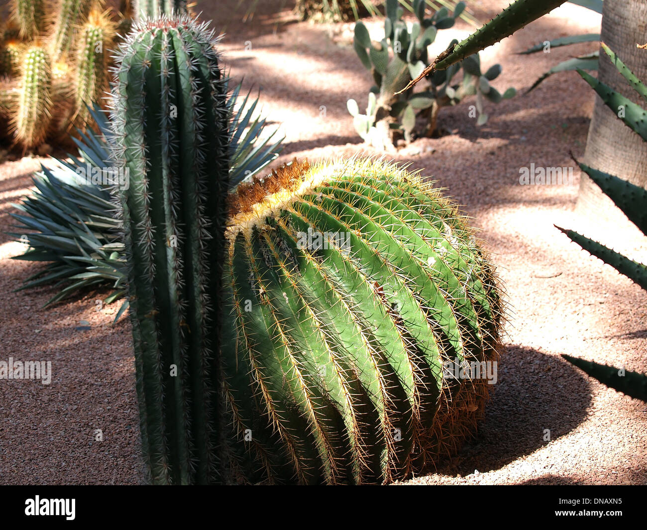 Jardin de cactus à Marrakech, Maroc Banque D'Images