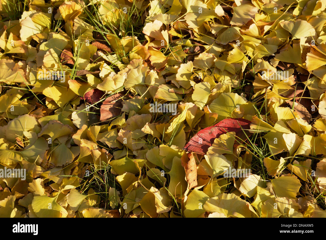 Ginkgo jaune feuillages sur le sol Banque D'Images