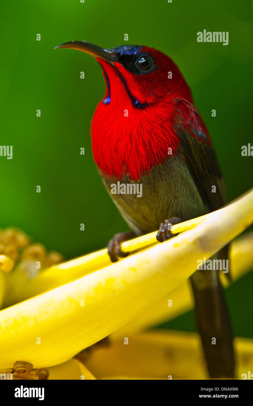 Portrait d'un Crimson Sunbird debout sur une fleur. Banque D'Images