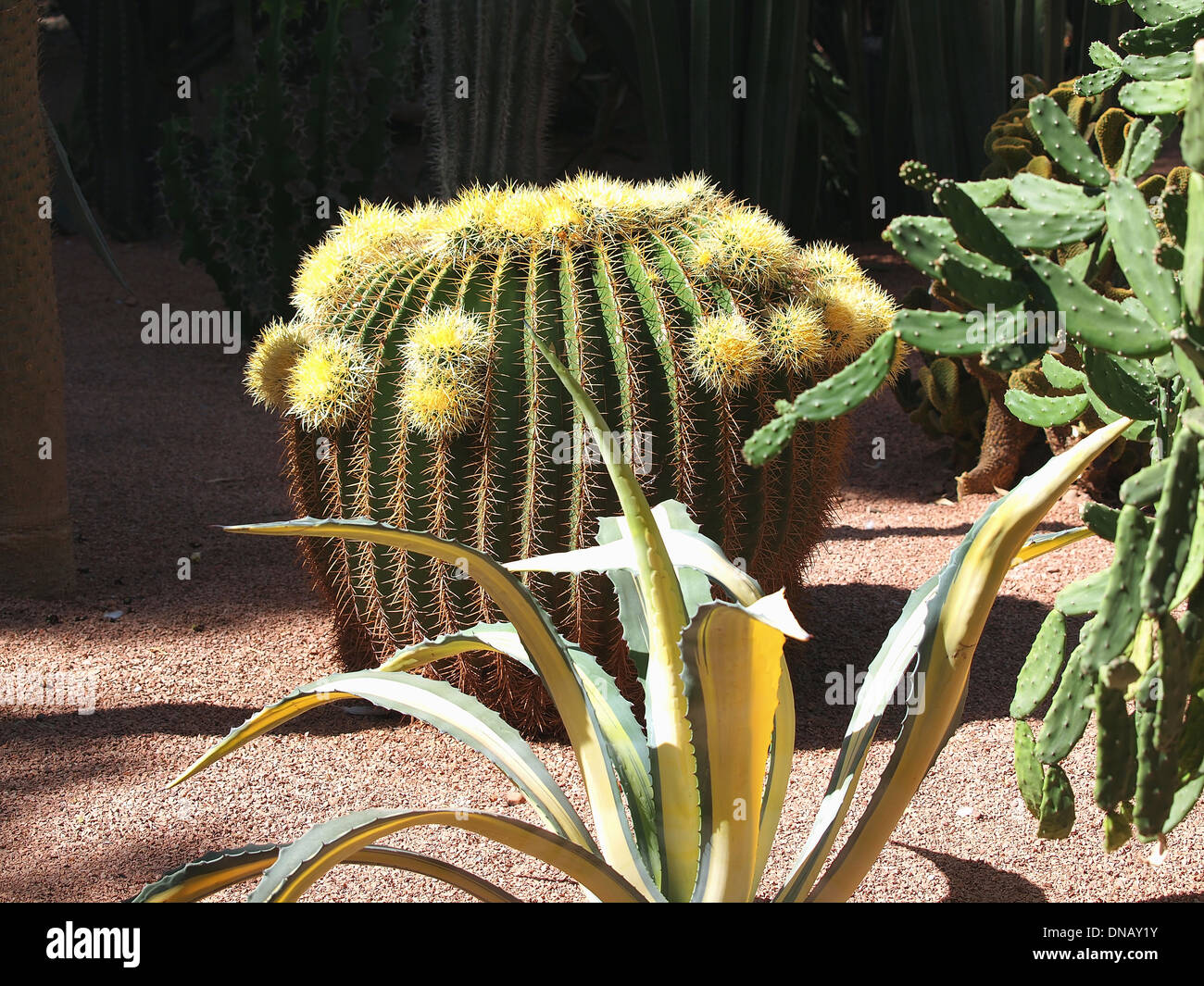 Jardin de cactus à Marrakech, Maroc Banque D'Images