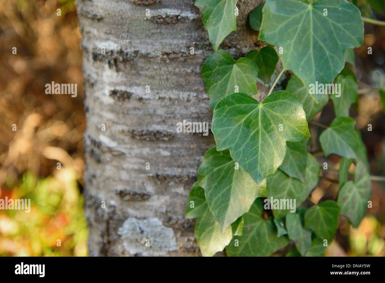 Cose de vigne de lierre sur un arbre Banque D'Images