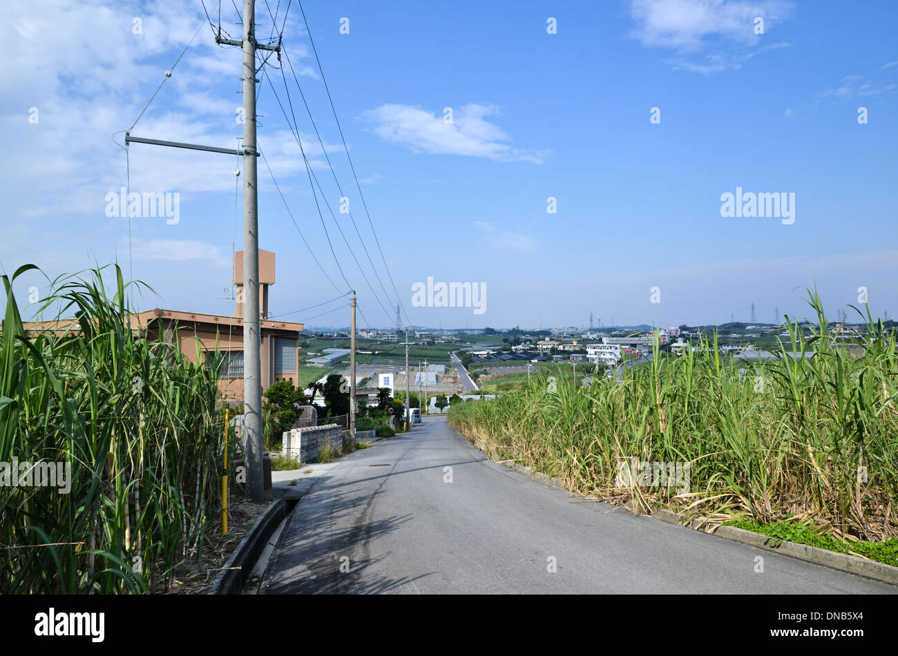 Entouré de la route au champ de canne à sucre au Japon Okinawa island Banque D'Images