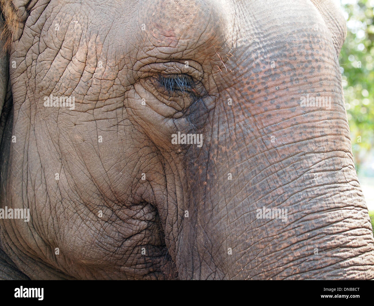 Portrait détaillé de et vieux Elephant Banque D'Images