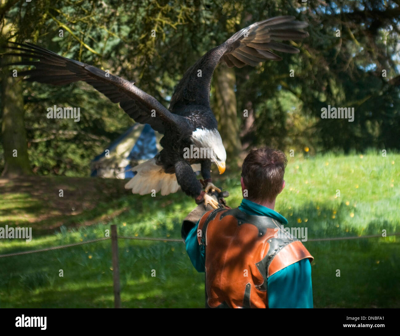 Eagle Raptor avec Falconer Handler Banque D'Images