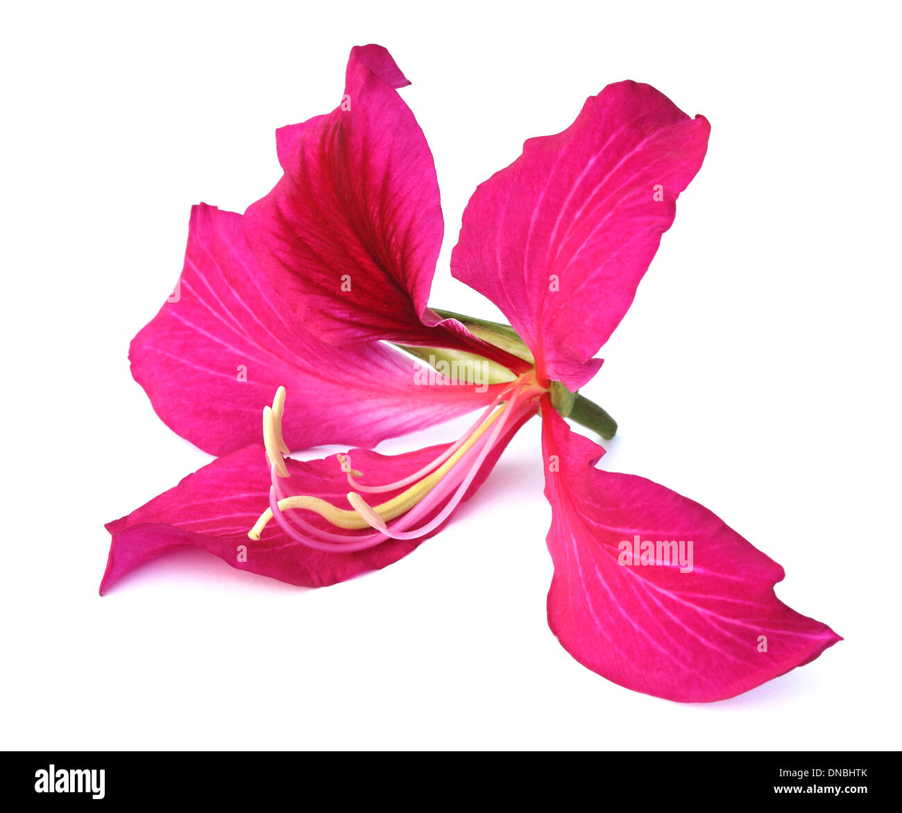 Bauhinia purpurea ou rokto kanchon du Bangladesh Banque D'Images