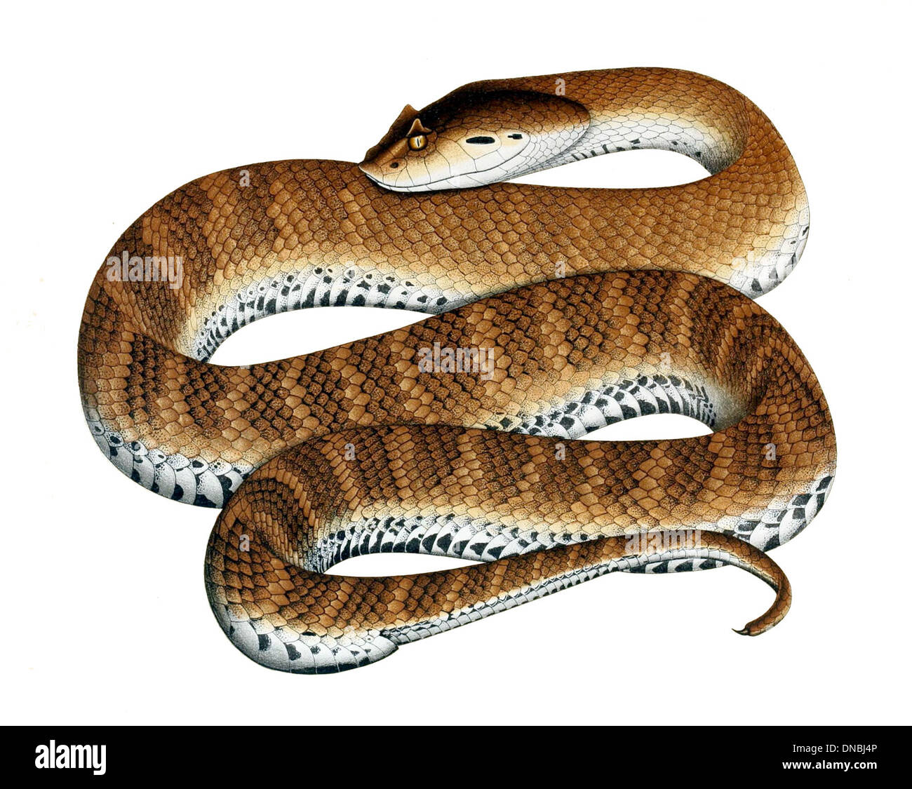 Acanthophis antarcticus, connu sous le nom d'additionneur de mort, est un serpent venimeux originaire d'Australie. Reconnaissable à sa large tête triangulaire et à son corps court et trapu, il est très camouflé, ce qui en fait un dangereux prédateur d'embuscade. Banque D'Images