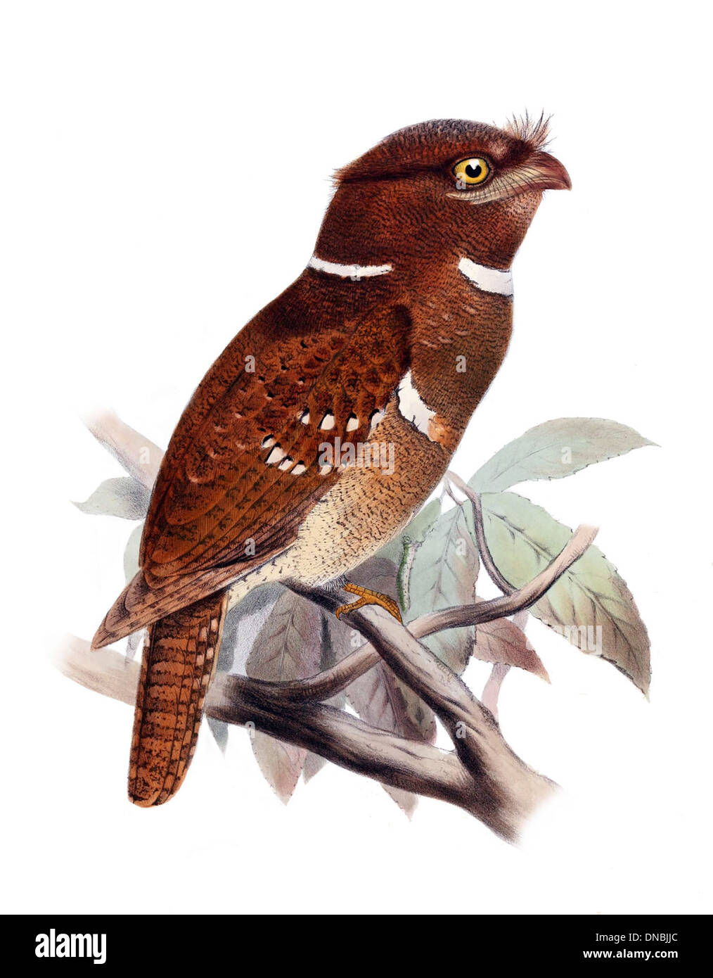 Batrachostomus septimus, communément appelé mouche-grenouille philippine, est une espèce d'oiseau originaire des Philippines. Elle se caractérise par son bec large et aplati et ses habitudes de chasse nocturnes. Banque D'Images