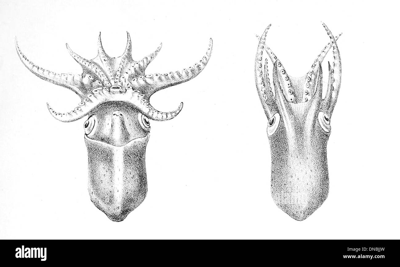 Bolitaena pygmaea est une petite espèce de poisson que l'on trouve dans les eaux profondes de l'océan Atlantique. Cette espèce se caractérise par sa taille compacte et ses caractéristiques anatomiques uniques qui lui permettent de prospérer dans des environnements sombres et profonds. Banque D'Images