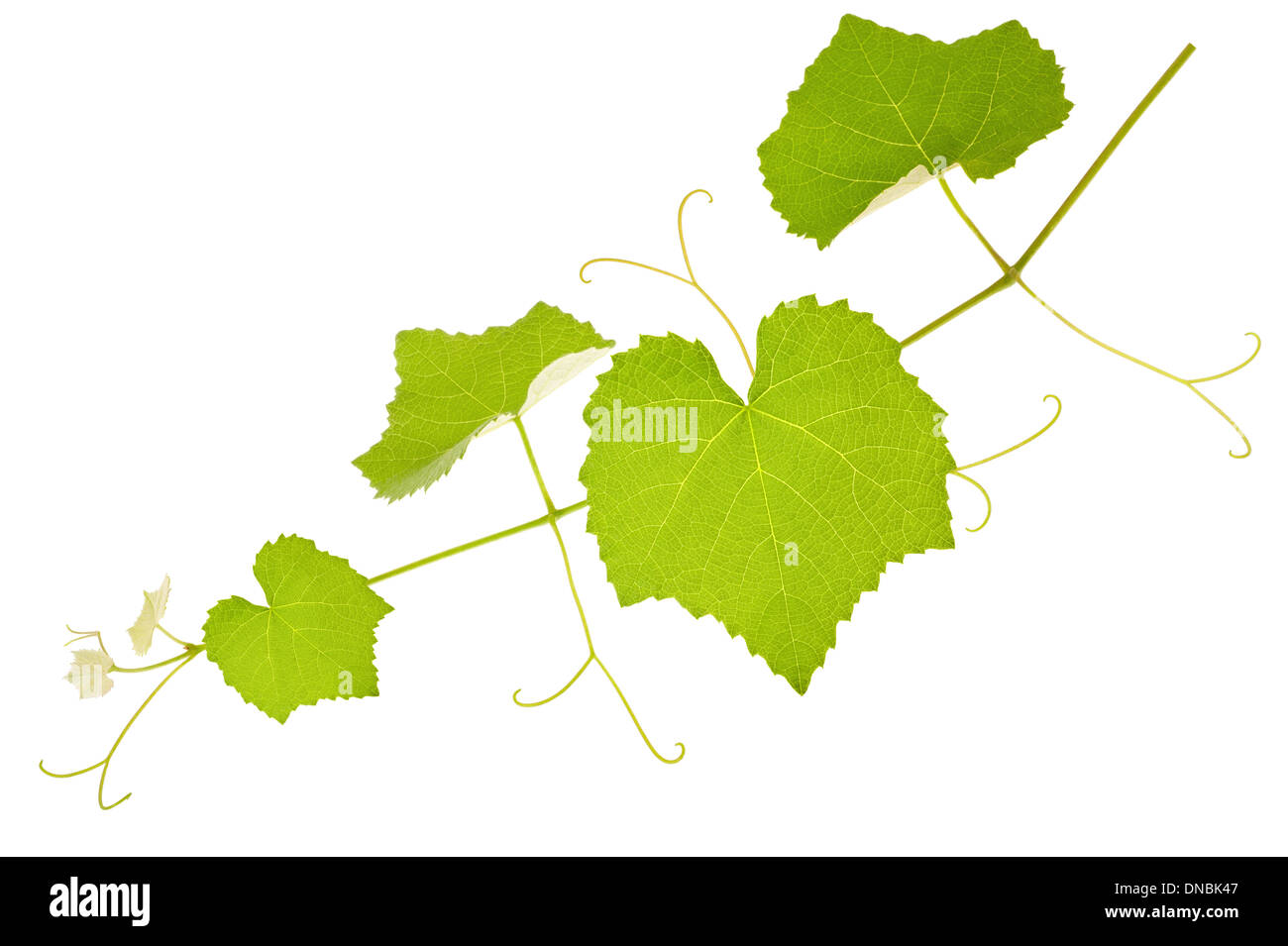 Direction générale de la vigne avec des feuilles isolées sur fond blanc Banque D'Images