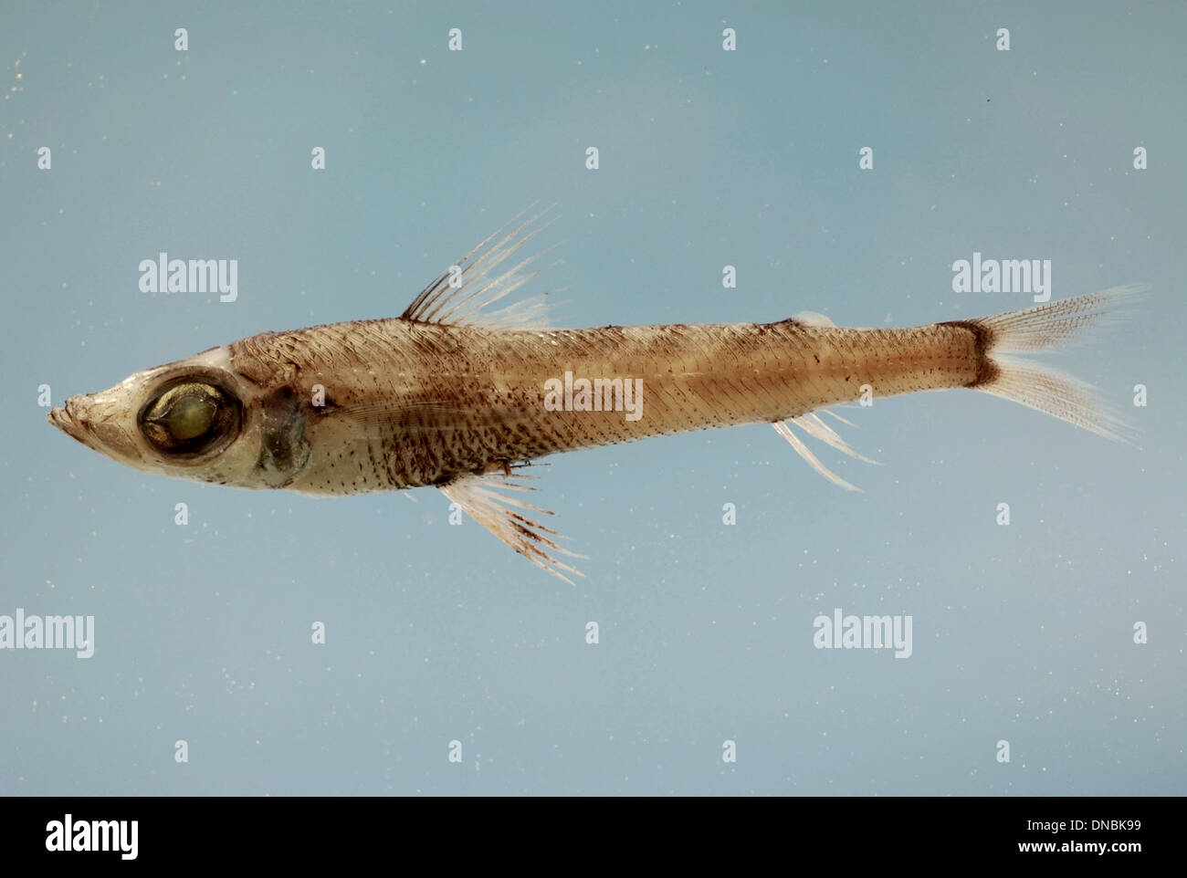 Chlorophthalmus agassizi, également connu sous le nom d'oeil vert d'Agassiz, est une espèce de poisson trouvée dans les environnements de haute mer. Il se caractérise par ses grands yeux adaptés pour voir dans les profondeurs sombres de l'océan. Banque D'Images