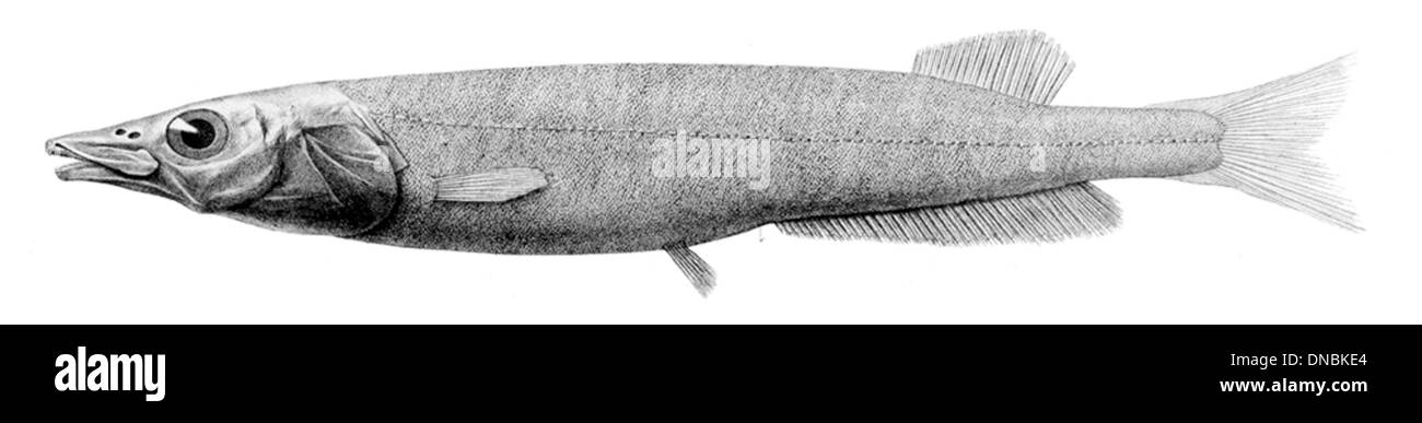 Conocara macropterum est une espèce de poissons d'eau profonde que l'on trouve dans l'océan Atlantique. Elle se caractérise par ses grandes nageoires pectorales et habite les eaux sombres et froides. Banque D'Images