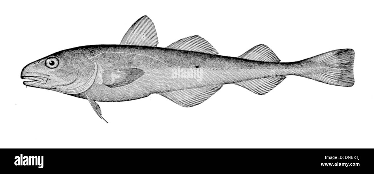 Eleginus nawaga, connu sous le nom de merlan bleu, est une espèce de poisson trouvée dans l'océan Atlantique Nord. C'est une espèce importante dans la pêche commerciale en raison de sa grande population et de sa valeur économique. Banque D'Images