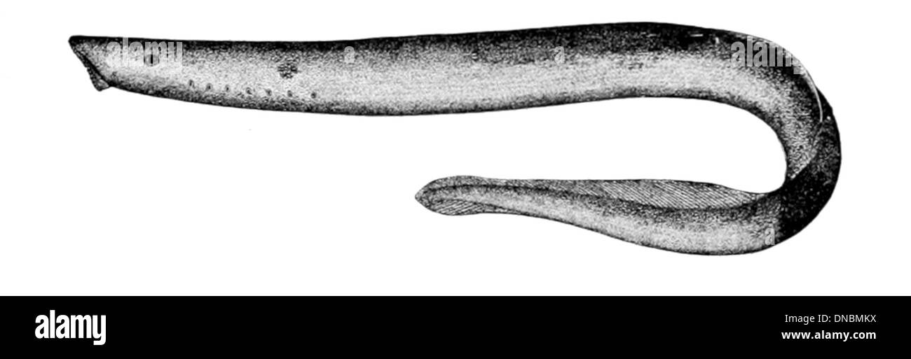 Lampetra camtschatica, connue sous le nom de lamproie du Kamtchatka, est une espèce de lamproie parasite originaire des rivières de la péninsule du Kamtschatica en Russie. Banque D'Images