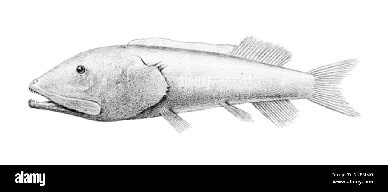 Leptochilichthys pinguis est une espèce de poisson-chat que l'on trouve dans les bassins de l'Amazonie et de l'Orénoque en Amérique du Sud. Il se caractérise par son corps robuste et sa coloration distincte. Banque D'Images