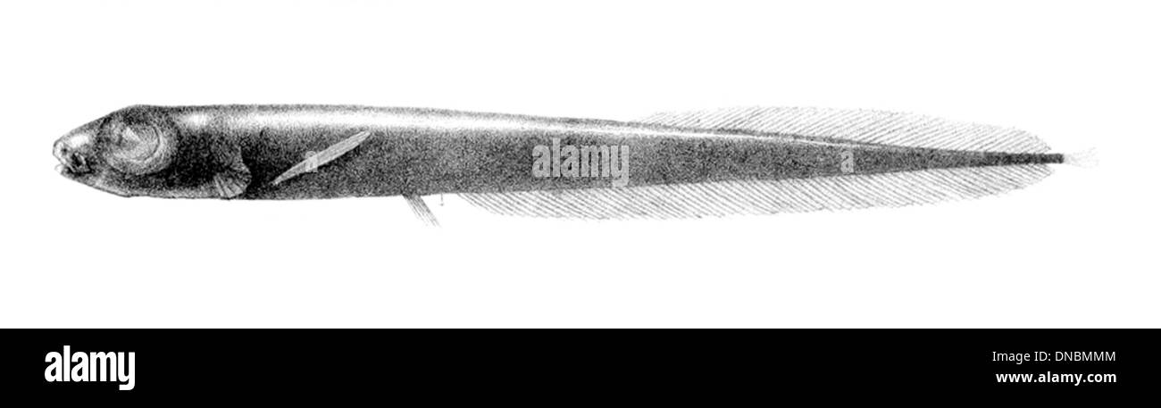 Leptoderma macrops est une espèce de poisson d'eau douce que l'on trouve dans le bassin de l'Amazone. Il est reconnu pour ses grands yeux et son petit corps, adaptés aux environnements peu éclairés. Banque D'Images