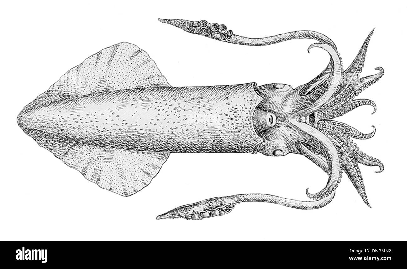 Loliolus sumatrensis, une espèce de calmars, se trouve dans les eaux entourant Sumatra en Indonésie. Il est connu pour sa petite taille et est souvent observé dans les régions côtières et les eaux peu profondes. Banque D'Images