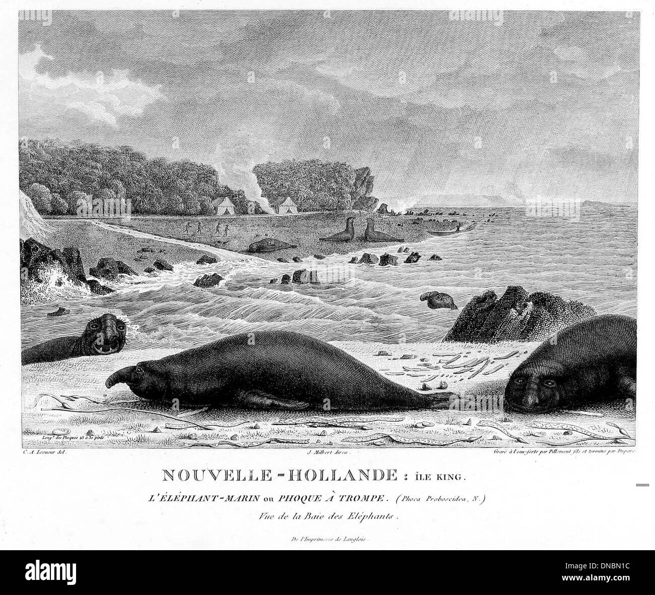 Mirounga leonina, connu sous le nom d'éléphant de mer du sud, est un grand phoque originaire des régions sub-antarctiques. La sous-espèce nommée d'après Lesueur se distingue par sa taille et son nez distinctif ressemblant à un tronc. Banque D'Images