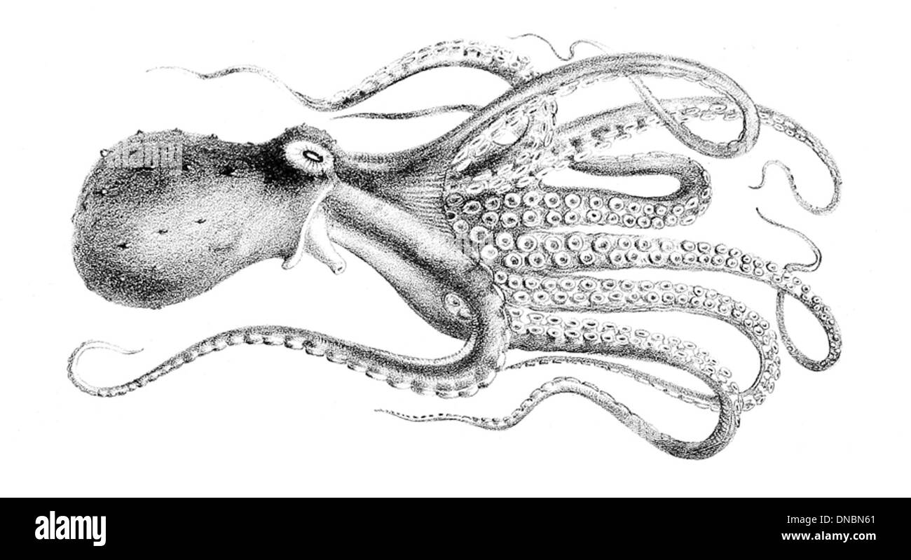 Octopus tonganus, communément appelé poulpe tahitien, est une espèce de poulpe trouvée dans les eaux tropicales de l'Indo-Pacifique. Il est reconnu pour sa capacité à changer de couleur et de texture pour se fondre dans son environnement. Banque D'Images