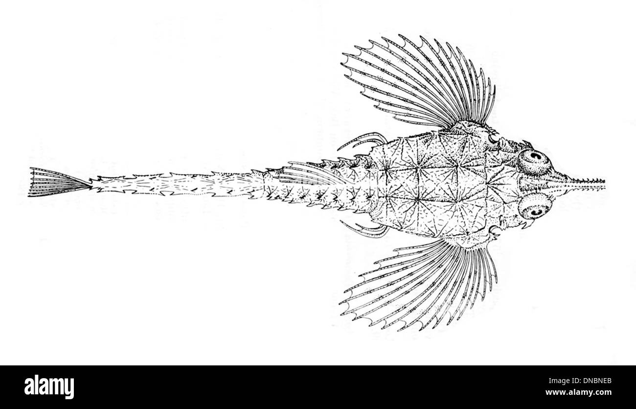 Pegasus lancifer, connu sous le nom de libellule commun, est une espèce de libellule trouvée dans la région Indo-Pacifique. Reconnaissable à ses ailerons pectoraux et à son corps allongé, il habite des substrats sablonneux et boueux. Banque D'Images