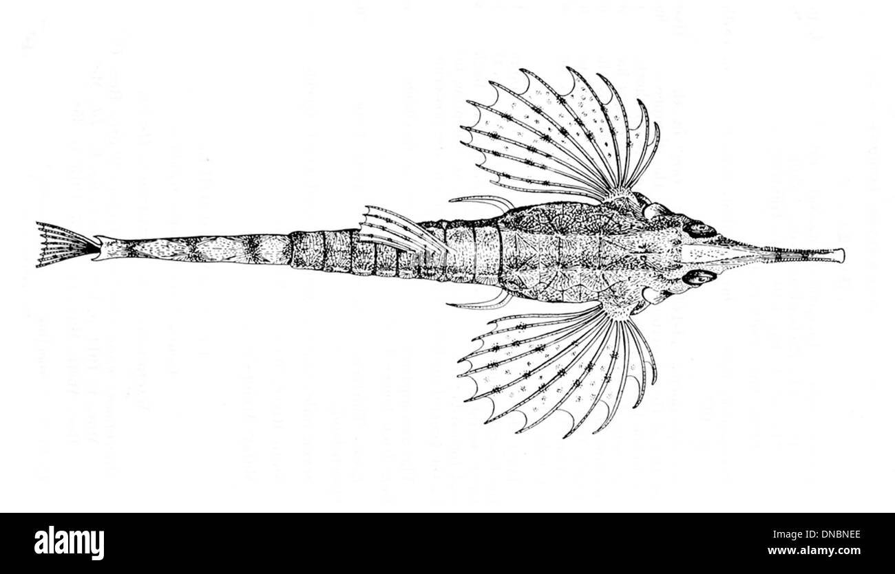 Pegasus volitans, communément appelé le libelet commun, est une espèce de poisson trouvée dans les eaux peu profondes de l'Indo-Pacifique. Il est caractérisé par ses ailerons pectoraux en forme d'aile et son petit corps élancé, utilisé pour planer dans l'eau. Banque D'Images