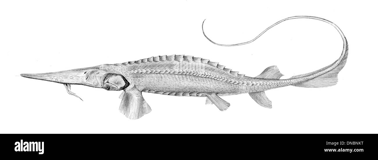Pseudoscaphirhynchus fedtschenkoi, également connu sous le nom d'esturgeon amu-darya, est une espèce de poisson d'eau douce trouvée dans les rivières d'Asie centrale. Elle est gravement menacée en raison de la perte d'habitat et de la surpêche. Banque D'Images