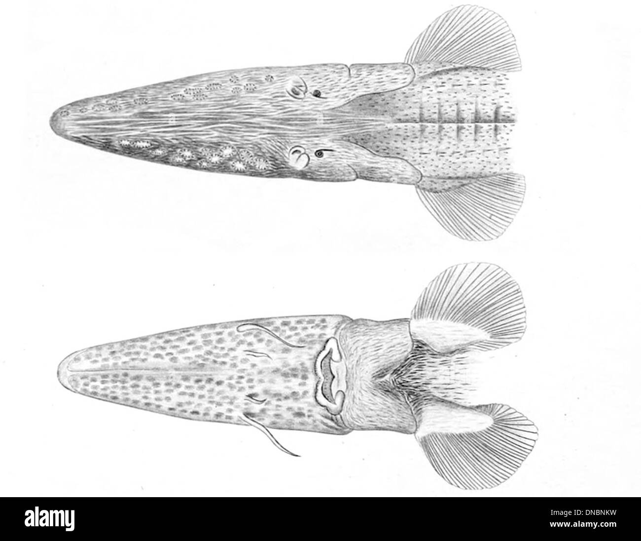 Pseudoscaphirhynchus fedtschenkoi, également connu sous le nom d'esturgeon persan, est une espèce d'esturgeon trouvée dans la mer Caspienne. Cette image met en évidence la structure distincte de la tête, avec un museau long et plat et des barbillons près de la bouche. Banque D'Images