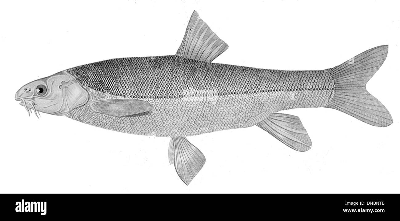 Schizothorax eurystomus, également connu sous le nom de truite des neiges à grande bouche, est une espèce de poisson d'eau douce originaire des rivières de la région himalayenne. Il est connu pour sa grande bouche et est une espèce importante pour la pêche régionale. Banque D'Images