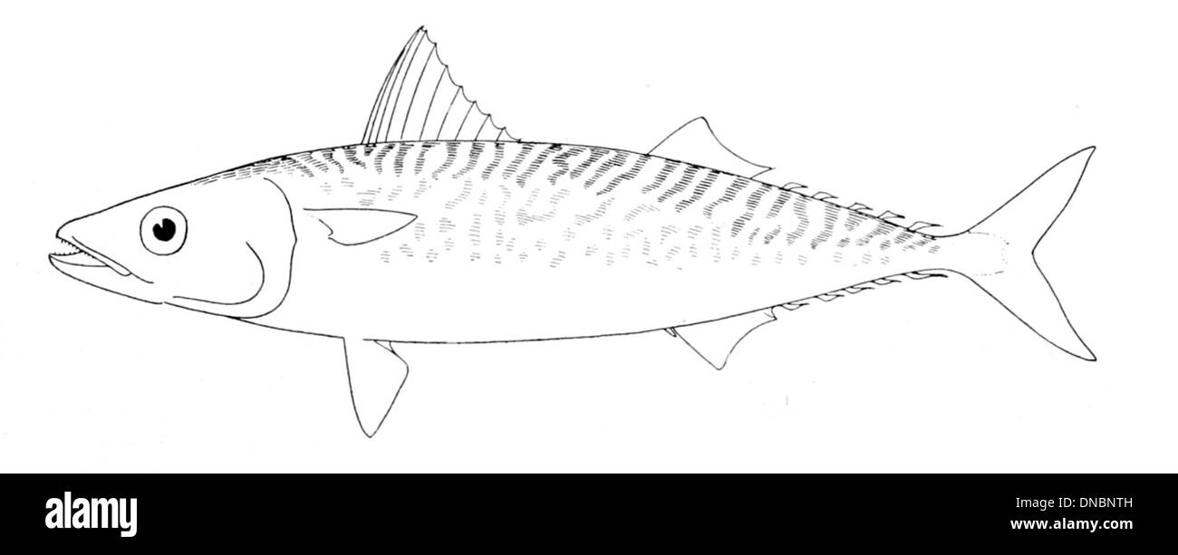 Scomber japonicus, connu sous le nom de maquereau atlantique, est un poisson pélagique trouvé dans les eaux tempérées. Il est communément connu pour sa natation rapide et son importance dans la pêche commerciale et récréative. Banque D'Images