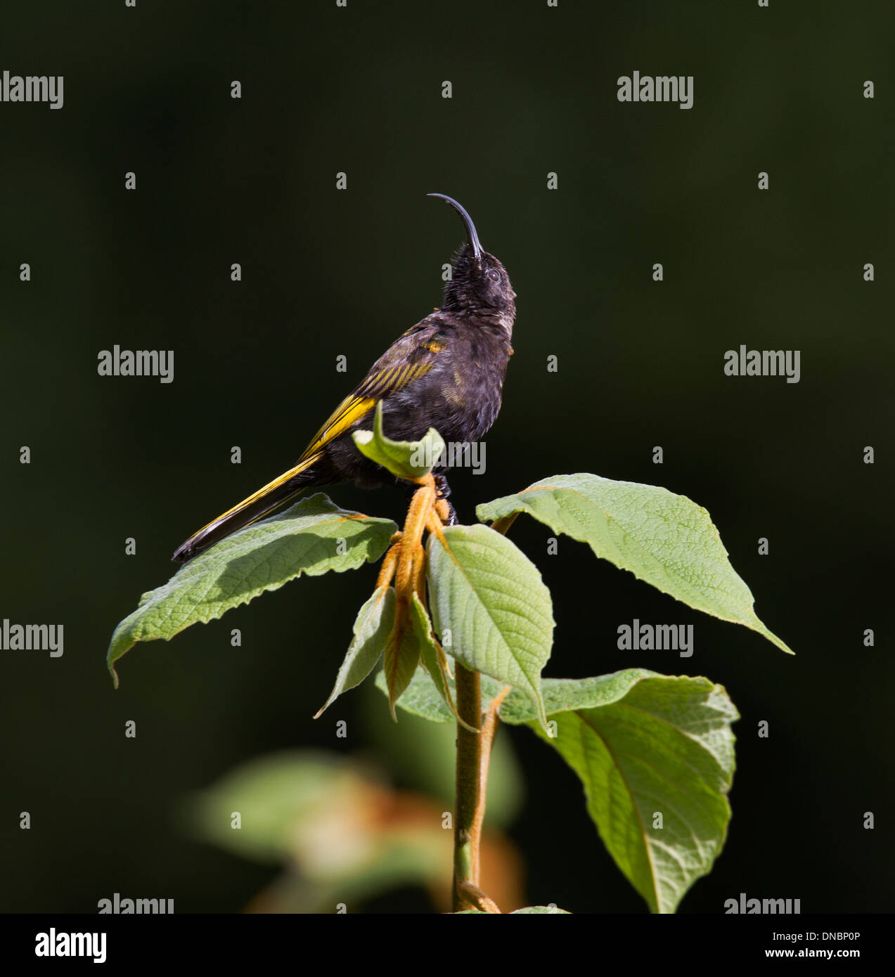 Sunbird dans le Golden-Winged Aberdares National Park, Kenya Banque D'Images