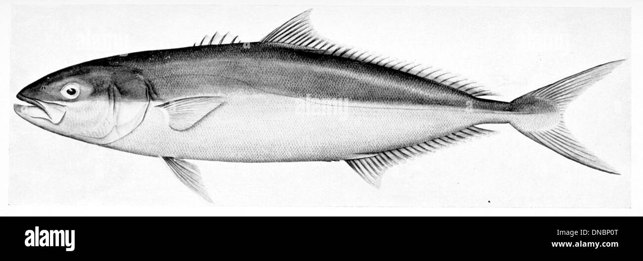 Seriola lalandi, également connu sous le nom de poisson-roi à queue jaune, est une espèce de grands poissons prédateurs que l'on trouve dans les eaux tempérées et subtropicales. Il est reconnu par son corps profilé et des marques jaunes distinctives sur ses nageoires. Le poisson-roi à queue jaune est une espèce importante pour la pêche commerciale et récréative. Banque D'Images