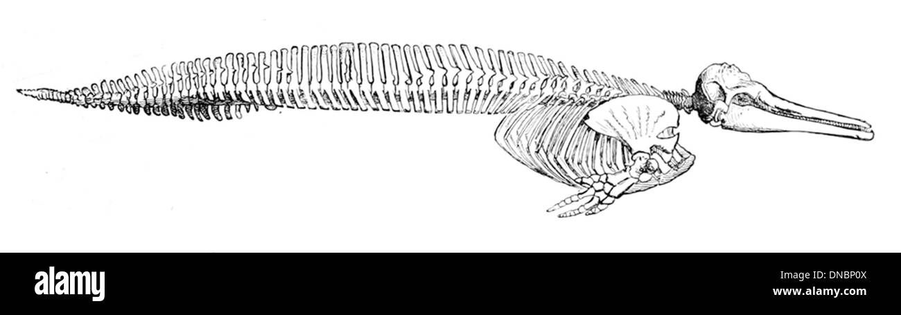 Le crâne d'un dauphin présente sa forme profilée et des caractéristiques spécialisées, y compris un bec bien développé et un boîtier cérébral hautement modifié. Il est adapté au mode de vie aquatique du dauphin. Banque D'Images