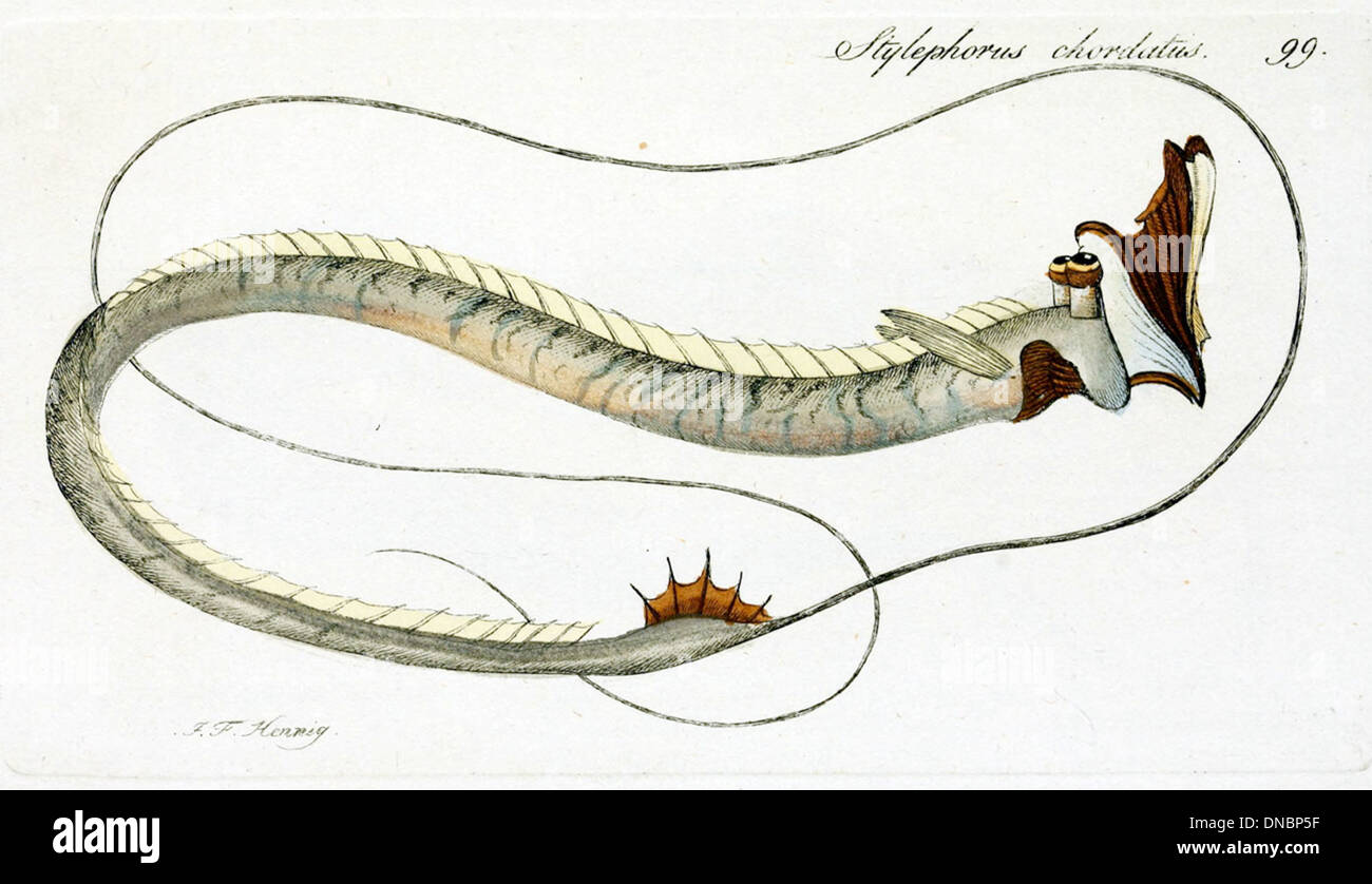 Stylephorus chordatus, connu sous le nom de poisson à boules tubéreuses, est une espèce de poisson trouvée dans les profondeurs de l'océan. Il se distingue par sa longue bouche tubulaire et son corps translucide. Banque D'Images