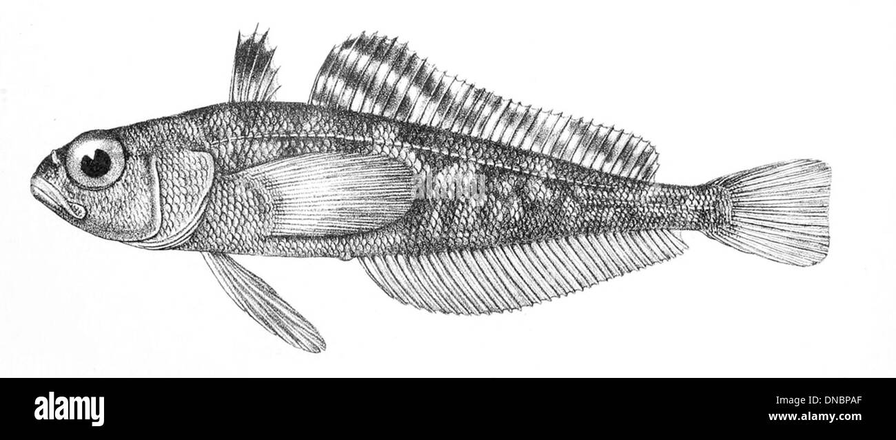 Trematomus eulepidotus est une espèce de poisson de glace présente dans l'océan Austral. Il est adapté aux environnements froids et polaires, avec des protéines antigel dans son sang et un corps argenté distinctif, qui l'aide à survivre dans des eaux inférieures à zéro. Banque D'Images