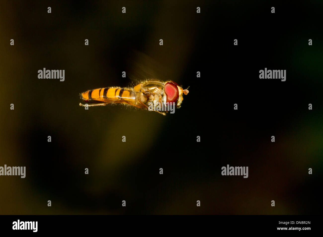 Hoverfly en vol Banque D'Images