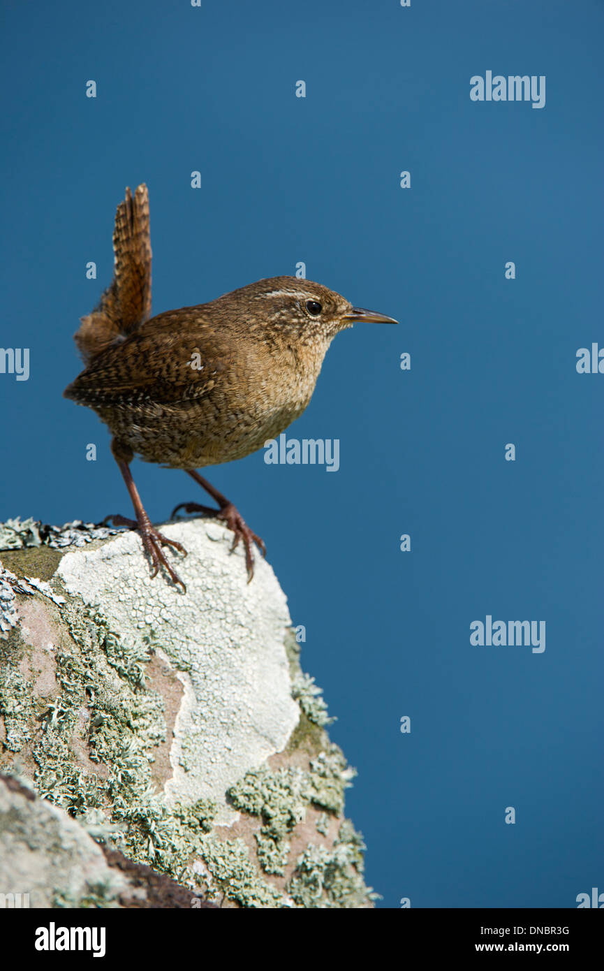Le Troglodyte mignon (Troglodytes troglodytes) - UK Banque D'Images