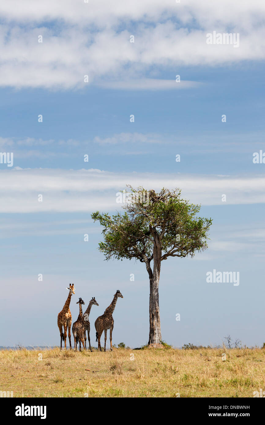 Quatre girafes à l'ombre d'un arbre dans la réserve de Mara Kenya Banque D'Images