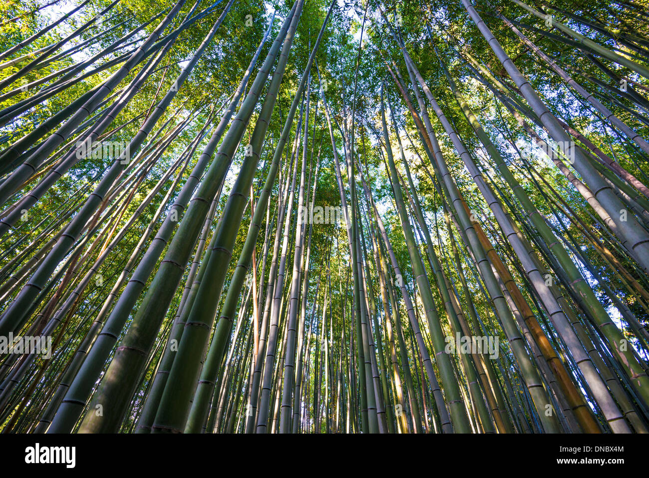 Forêt de bambou de Kyoto, au Japon. Banque D'Images