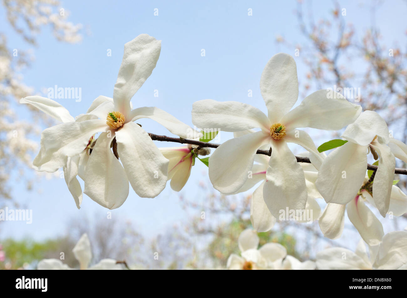 Fleurs blanches de star magnolia et ciel bleu derrière Banque D'Images