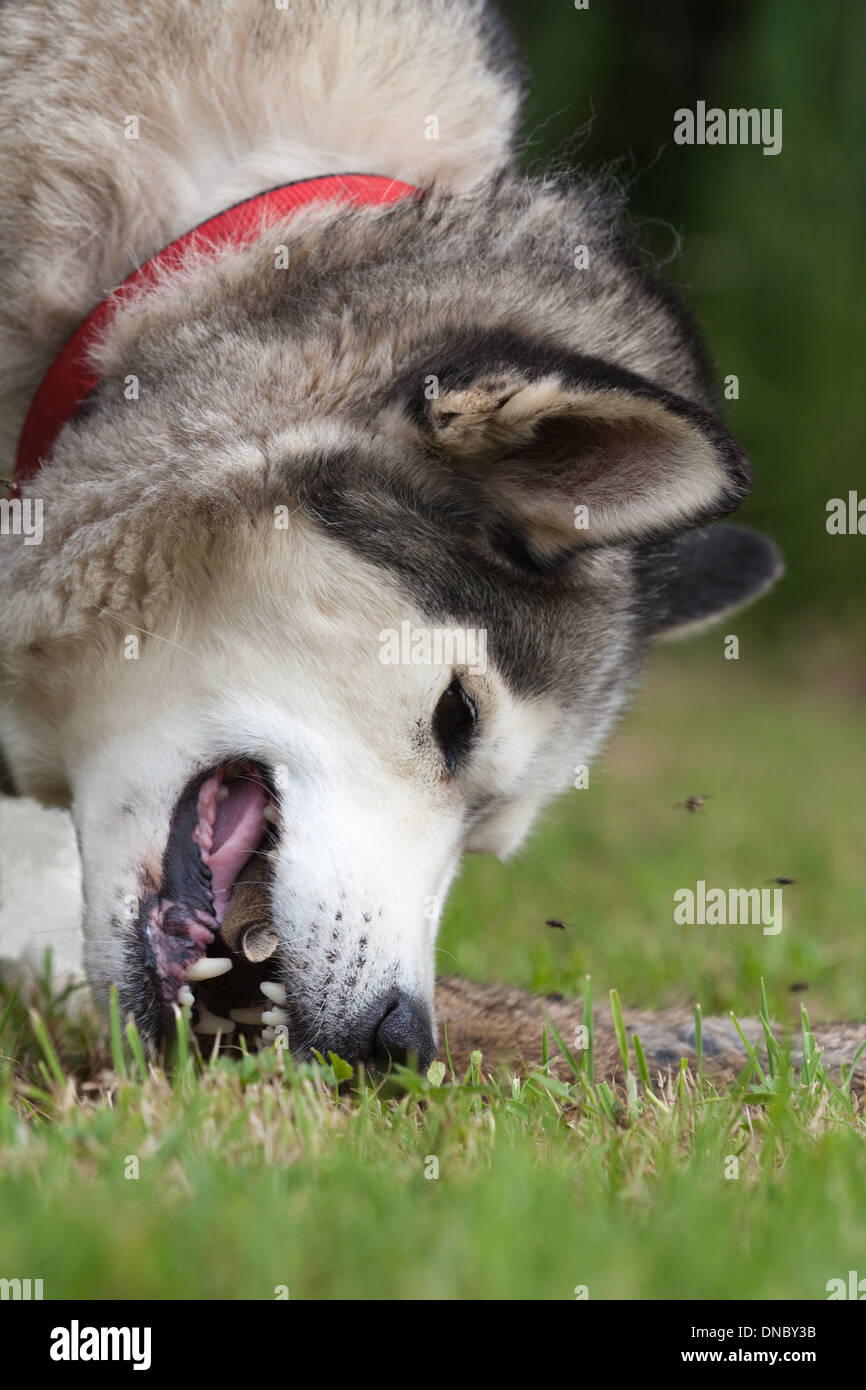 Husky de Sibérie (Canis lupus familiaris). Sur le point de manger un lapin sauvage (Oryctolagus cuniculus), carcasse. Banque D'Images